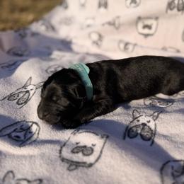 Sneezy - Black male German Shepherd puppy in Perrysburg, Ohio from Fancy GSDs