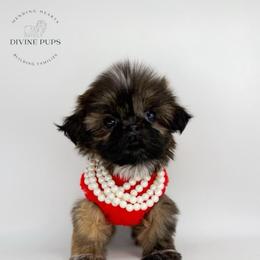 Quincess - Brindle female Shih Tzu puppy in League City, Texas from Divine Pups
