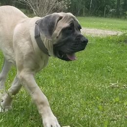 Mastiffs from Southern Star English Mastiffs