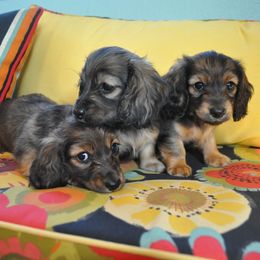 Dachshund Puppies from Renberg's Elite Dachshunds