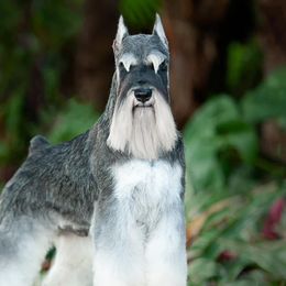 Miniature Schnauzers from Heirs Of Airvue