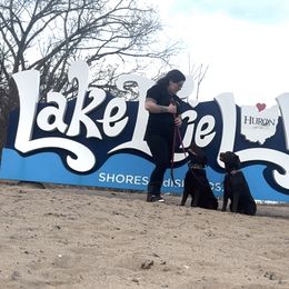 Labrador Retriever Puppies from Rose Gold Retrievers