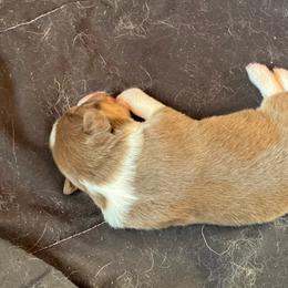 Girl 1 - Red tri-color female Australian Shepherd puppy in Brownfield, Maine from Misty Feather Aussies