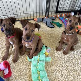 Irish Terrier Puppies from Red Branch Irish Terriers