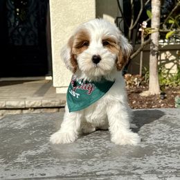 Goldendoodle and Poodle Puppies from Goldendoodles & Poodles of San Diego