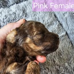 Pink collar - Sable female Poodle puppy in Poplar Grove, Illinois from Awesome Paws