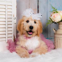 Bordoodle Puppies from 2J 2K Bordoodles