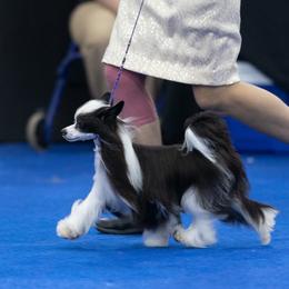 Poodles from BryMar Poodles, Chinese Crested & Russian Toys