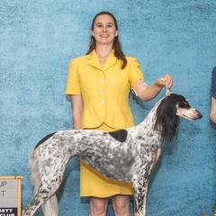 Salukis from Desertskye Salukis