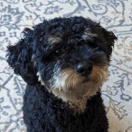 Tucker - Labradoodle