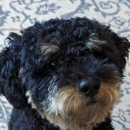 Tucker - Labradoodle