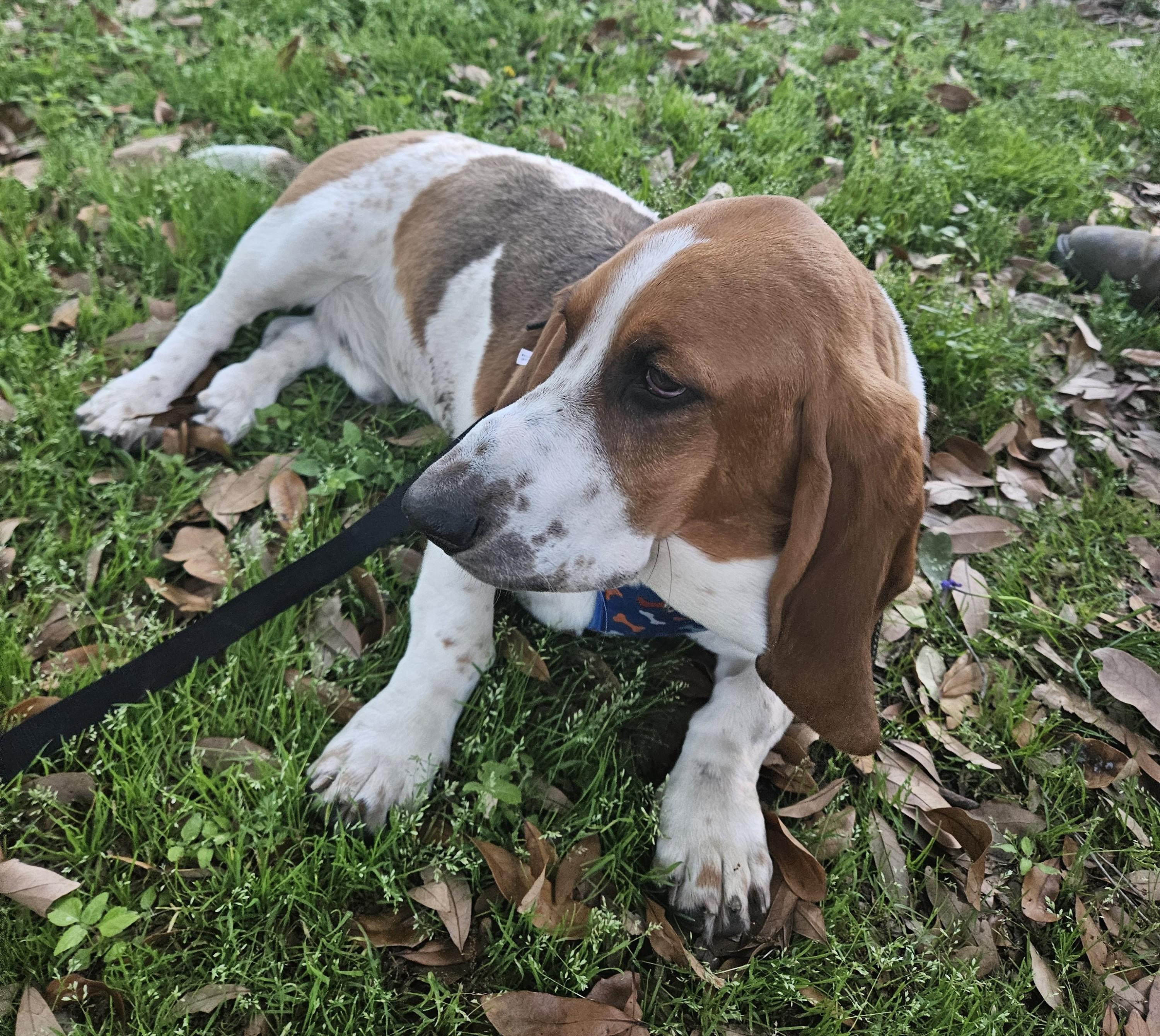 Waylon