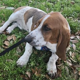 Waylon - Basset Hound