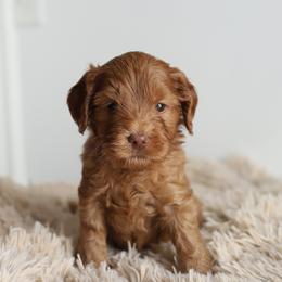 Orange - Caramel red male Australian Labradoodle puppy in Williamstown, New York from Lewis Manor Labradoodles