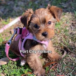 Yorkshire Terrier Puppies from Port City Yorkies LLC