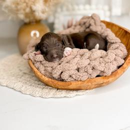Hersh - Chocolate male Goldendoodle puppy in Ooltewah, Tennessee from Allison Family Doodles