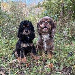 Cocker Spaniel puppies from muddy boots cocker spaniels and cockapoos