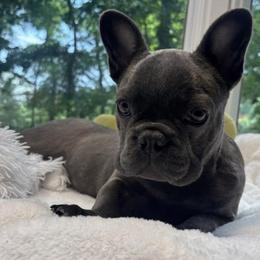 Benny - Blue male French Bulldog puppy in Salisbury, Maryland from 77 Frenchies Maryland