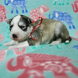 Ika - Gray and white female Siberian Husky puppy in Lunenburg, Vermont from SNOW WOOLY HUSKY