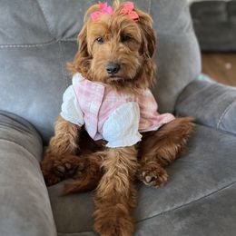 Jenny - Goldendoodle