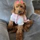F1 Mini Goldendoodle Jenny
