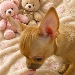 Clover - Fawn female Chihuahua puppy in Kyle, Texas from joy of chihuahuas tx