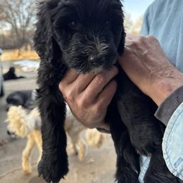 Boy 2 grey  collar - Black and white male Sheepadoodle puppy in Eleva, Wisconsin from Molly’s Doodles