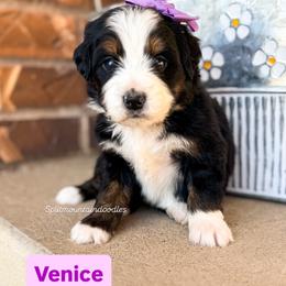 Venice - Tri-color female Bernedoodle puppy in West Haven, Utah from Split Mountain Doodles