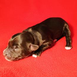 Boy (2) - Brown and white male Bernedoodle puppy in New Holland, Pennsylvania from Ellie's Cute as a Button Yorkies