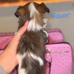 Squirt - Black & tan tri-color Morkie puppy in Deltona, Florida from Pink Purse Designer Breeds