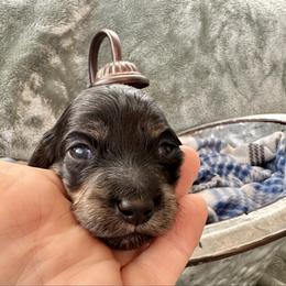 Foster - Black and cream male Dachshund puppy in Memphis, Tennessee from River City Doxies