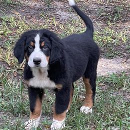 AKC Orange collar - Black rust and white female Bernese Mountain Dog puppy in Comer, Georgia from Water Oak Farm