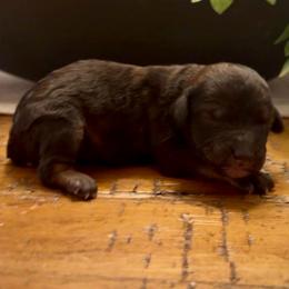 Twix - Grizzle male Sheepadoodle puppy in Cartersville, Georgia from Simply Blessed Doodles