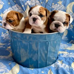 English Bulldog Puppies from Michaeline Jablonski