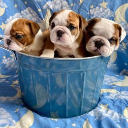 English Bulldog Puppies from Michaeline Jablonski