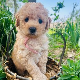 Alton - Cream male Goldendoodle puppy in Denison, Iowa from Violet View Iowa Goldendoodles