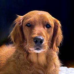 Chloe - Golden Retriever