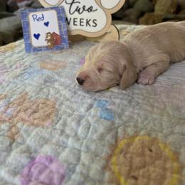 Bit smaller - Red male Dachshund puppy in Helenville, Wisconsin from Remarkable Doxies