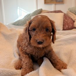 Sydney - Red  female Goldendoodle puppy in Acworth, Georgia from Cedarcrest Goldendoodles