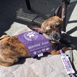 Margarita - Chihuahua