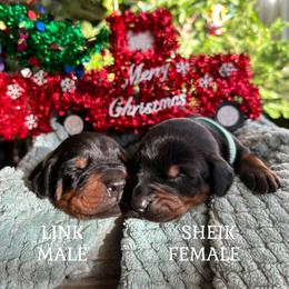 Doberman Pinscher Puppies from Sky’s Dobermans