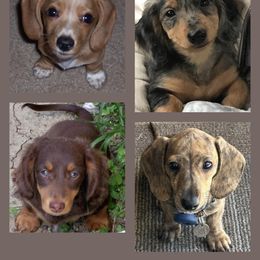 Dachshund Puppies from Long Little Doggies