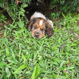 Cinnamon - Red and white female English Springer Spaniel puppy in Perry, New York from Chappell Hill Springers