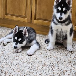 Siberian Husky Puppies from Kardrovi Siberians