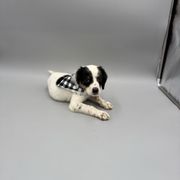 Willie - Blue belton and tan (tri-color) male English Setter puppy in Lake Tomahawk, Ohio from StoneyBrook Setters