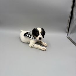 Willie - Blue belton and tan (tri-color) male English Setter puppy in Lake Tomahawk, Ohio from StoneyBrook Setters