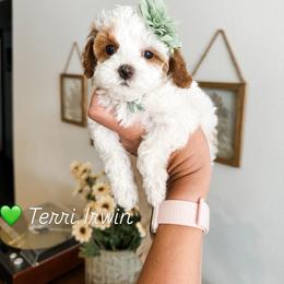 Terri Irwin - Parti female Goldendoodle puppy in Pleasant Grove, Utah from Destination Doodles