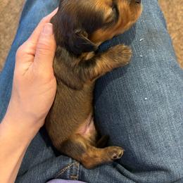 Pikachu - Sable male Dachshund puppy in Edmond, Oklahoma from Okie Puppies