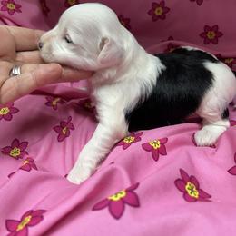 Chihuahua and Chinese Crested Puppies from Western Kentucky Chihuahua’s and Chinese Crested’s