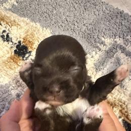 Girl 1 - Chocolate female Havanese puppy in Arizona from HavaDoggie